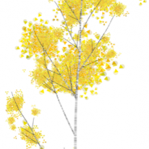 birch_tree_01